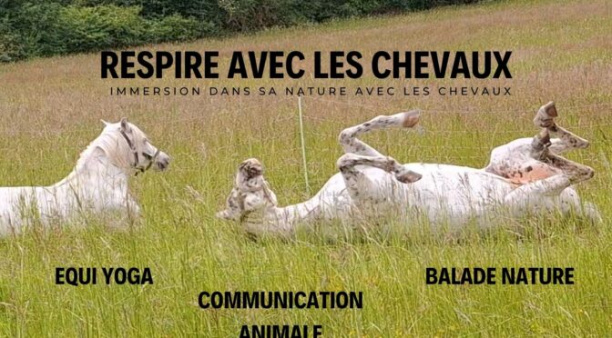 Immersion Nature avec les Chevaux